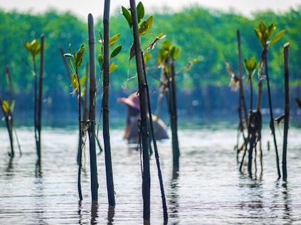  Mangrove Conservation