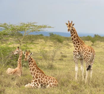  Giraffe & Lion Conservation in Kenya