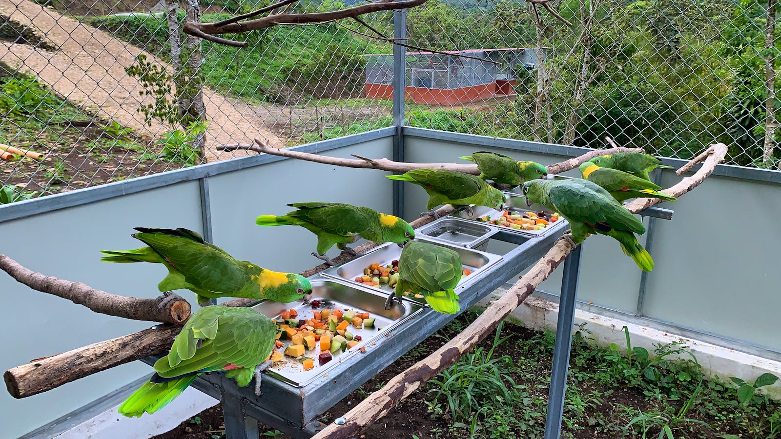 Parrot Rehabilitator Volunteer in Costa Rica 2024
