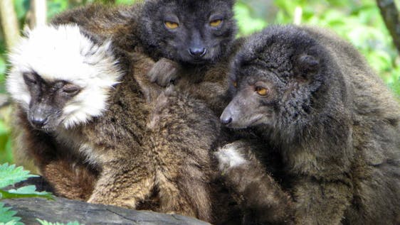 Freiwilligenarbeit mit Lemuren Madagascar Wildlife Conservation Expedition