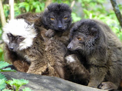  Lemur and Wildlife Conservation Expedition
