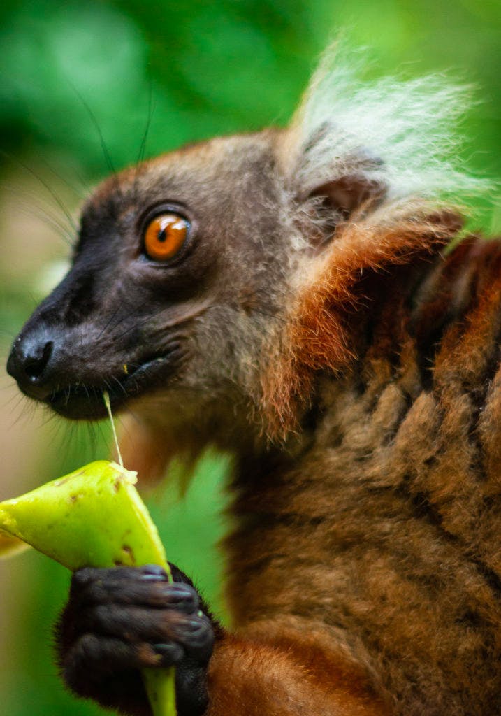 Wild Cam: TWS Members Find What's Eating Lemurs in Madagascar - The  Wildlife Society