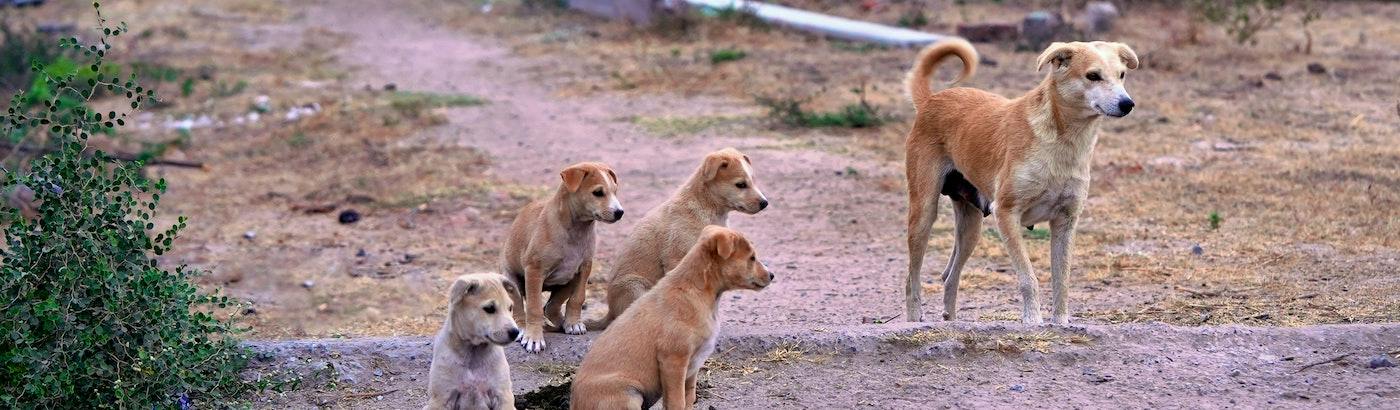 ▷ Street Animal Volunteer in Greece 🇬🇷 | Projects 2025 ...