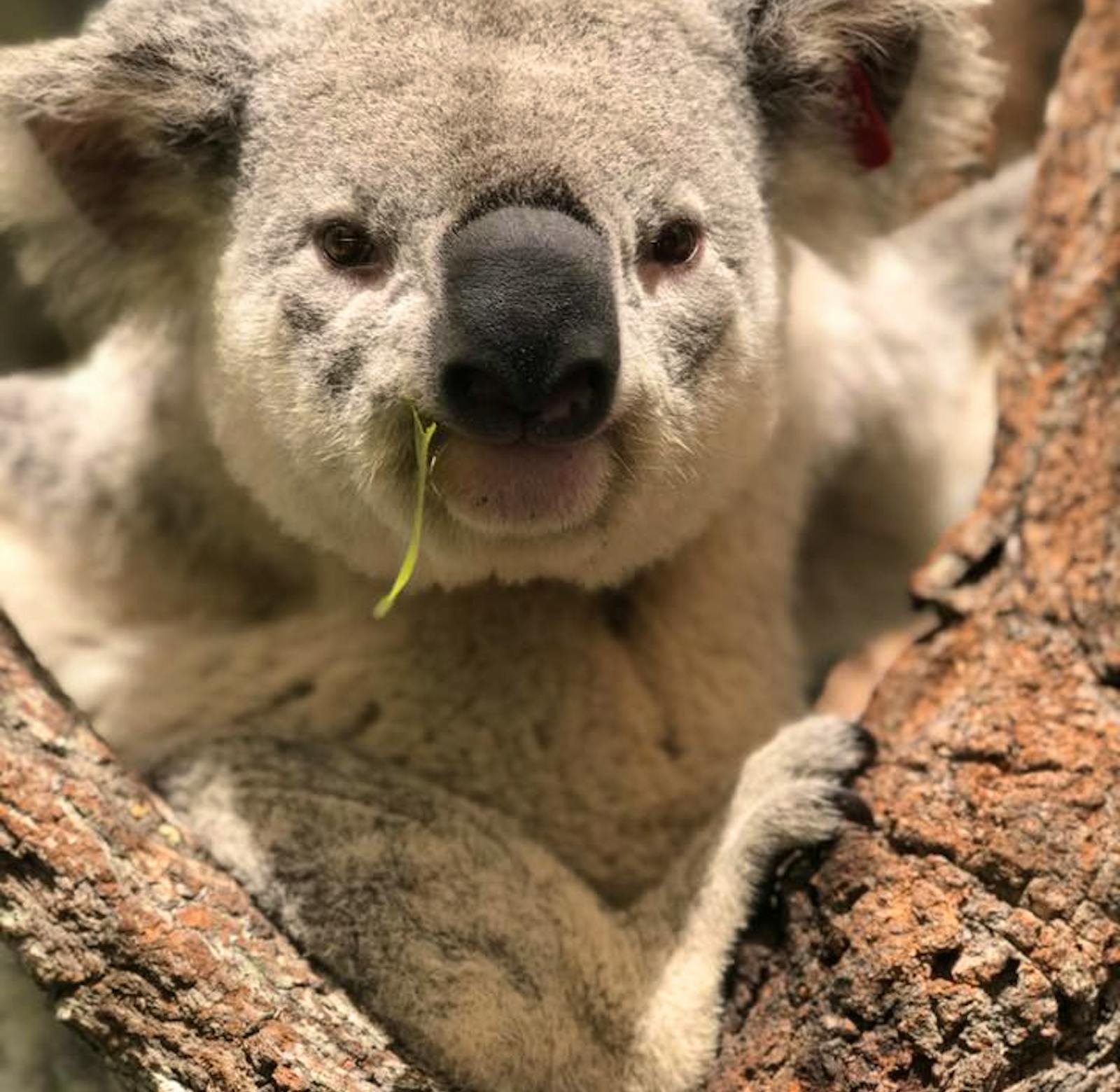 Wildlife Shelter Carer | Volunteer in Australia 2025