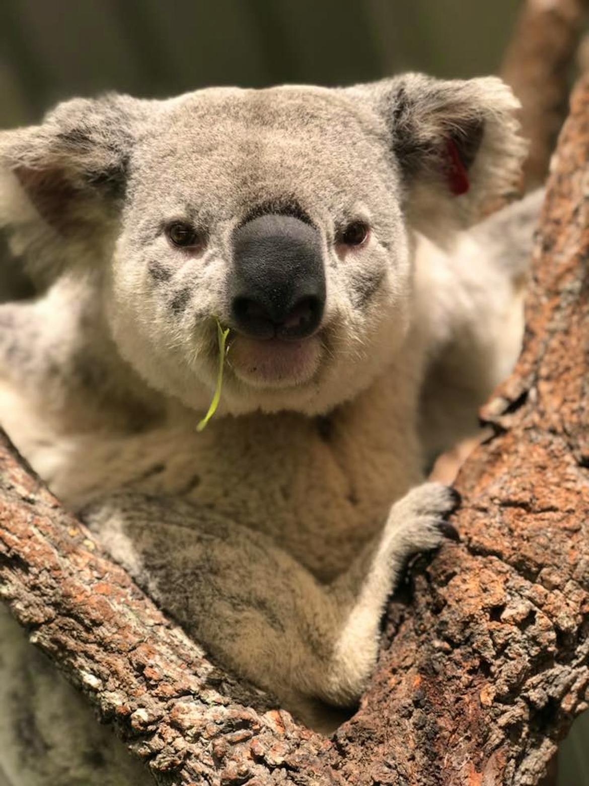 Wildlife Shelter Carer | Volunteer in Australia 2025
