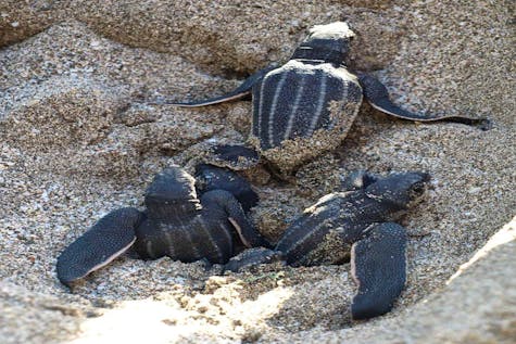  Protect Sea Turtles in the Caribbean