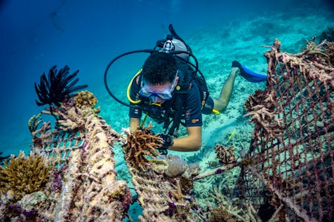  Biorock Coral Reef Restoration