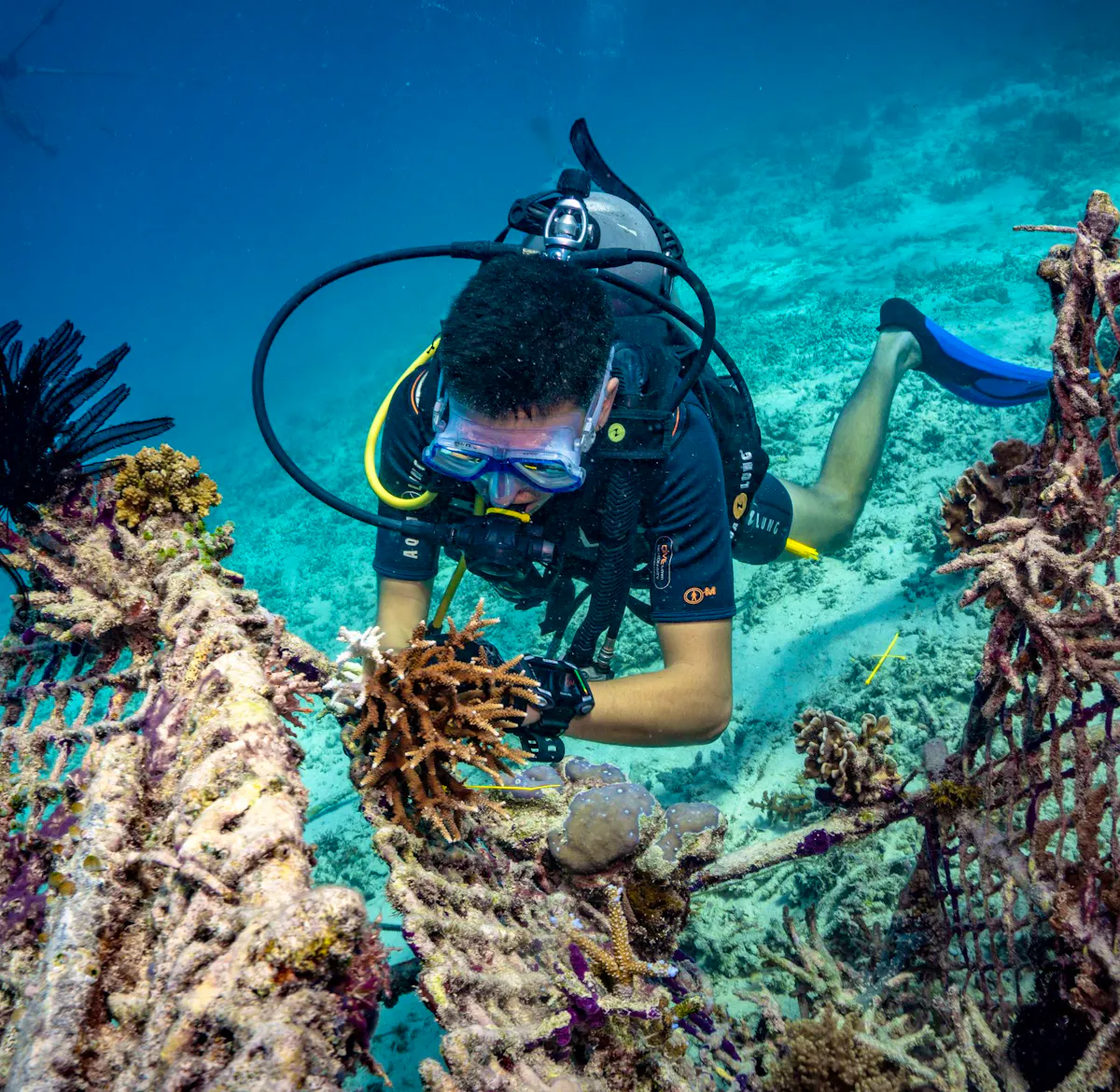 Biorock Coral Reef Restoration Fais Du B n volat En Indon sie 2025 biorock-coral-reef-restoration-fais-du-b-n-volat-en-indon-sie-2025