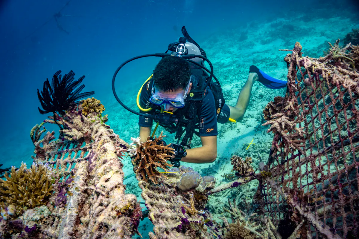 biorock-coral-reef-restoration-fais-du-b-n-volat-en-indon-sie-2025