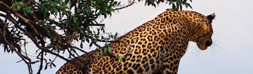 Leopard Facts  Southern Africa Wildlife Guide