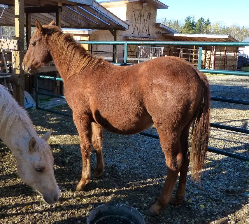 Horse Rescue Caretaker Volunteer In Canada 2024   4716216orig 