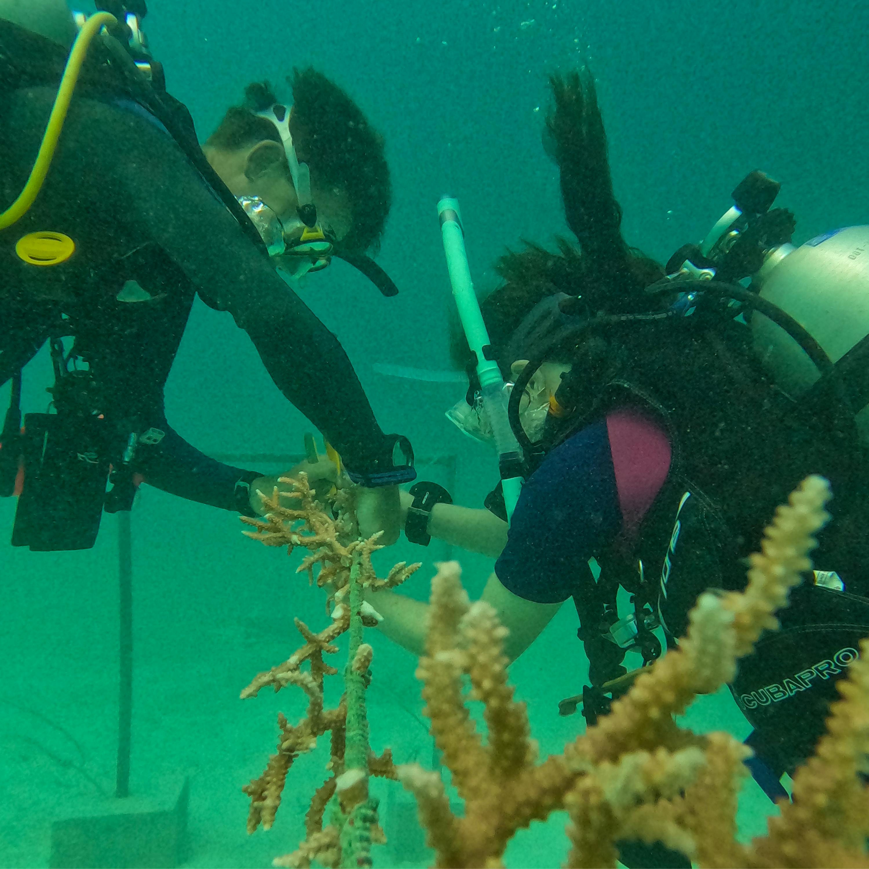 Our Volunteers working on the coral garden.