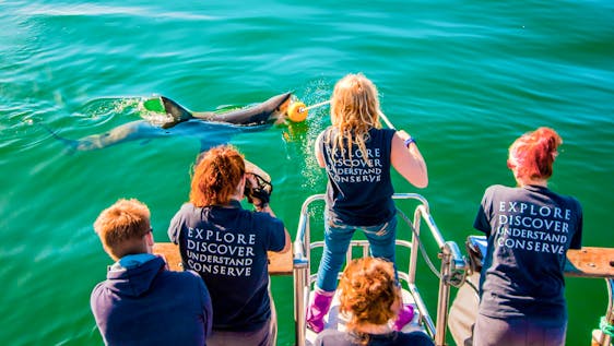 Volunteer with Dolphins Marine Field Research