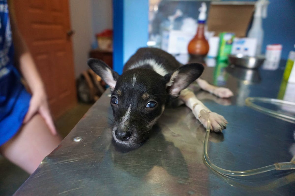 Veterinary Internship Volunteer in Costa Rica 2024