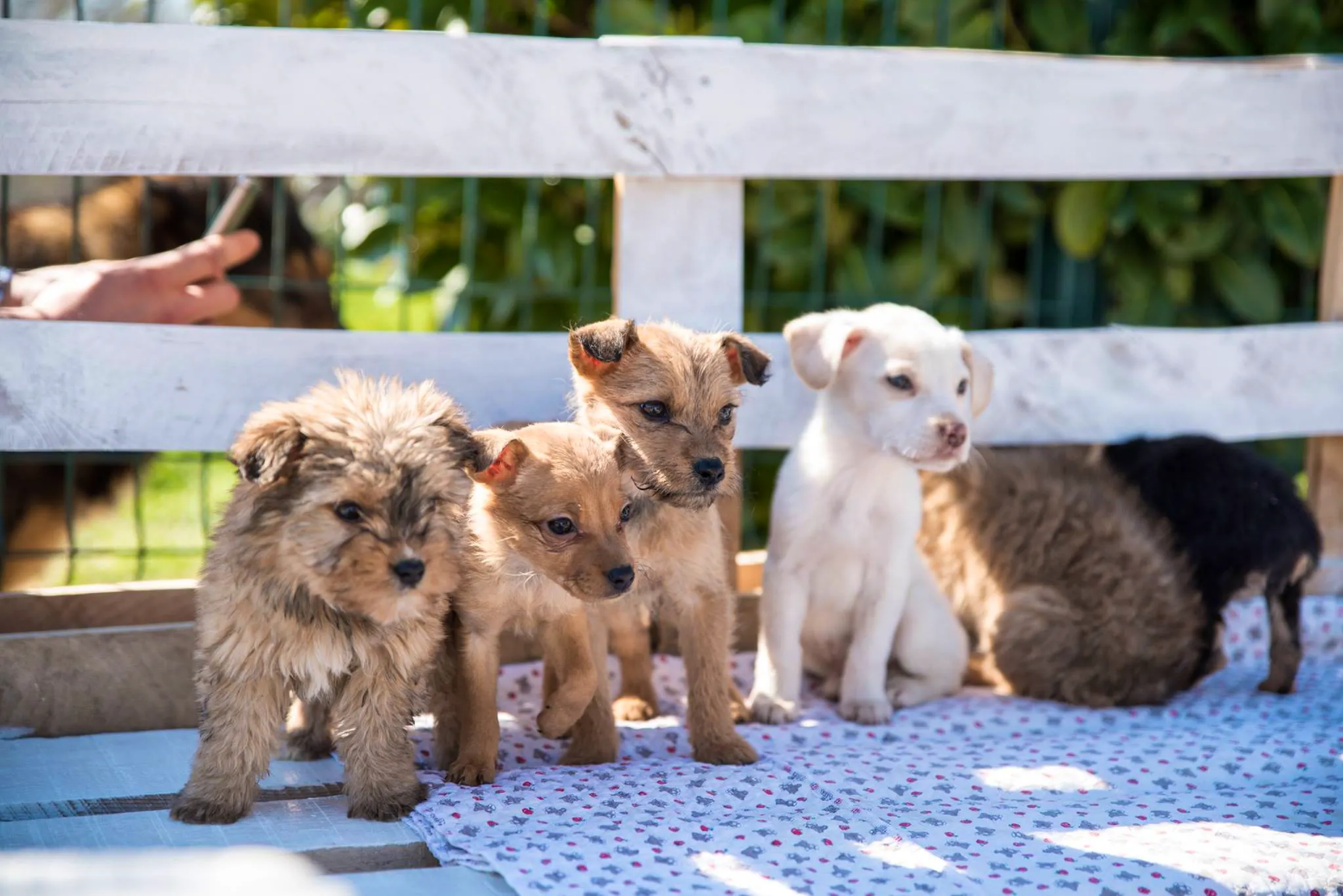 animal-care-helper-volunteer-in-croatia-2023