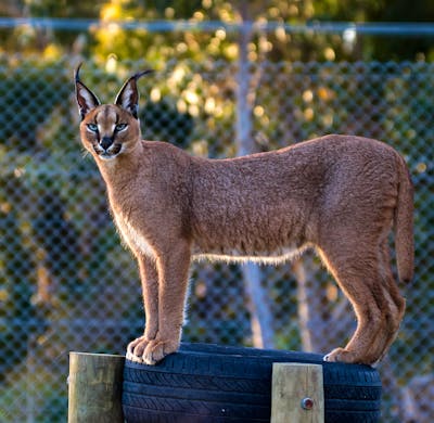 South Africa Big Cat Reserve Near Me Big Cat Rescue Feeding Tour