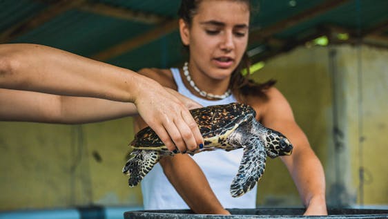 Volunteer in Indonesia Turtle Conservation Assistance
