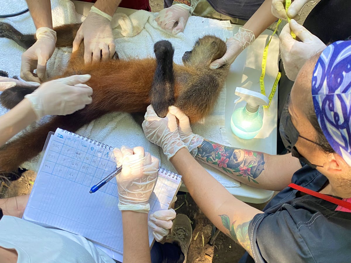 Veterinary Internship With Wildlife Volunteer in Costa Rica 2024