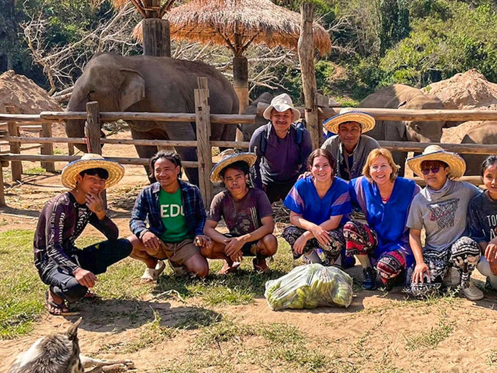 IVHQ volunteers in action with Elephants in Chiang Mai