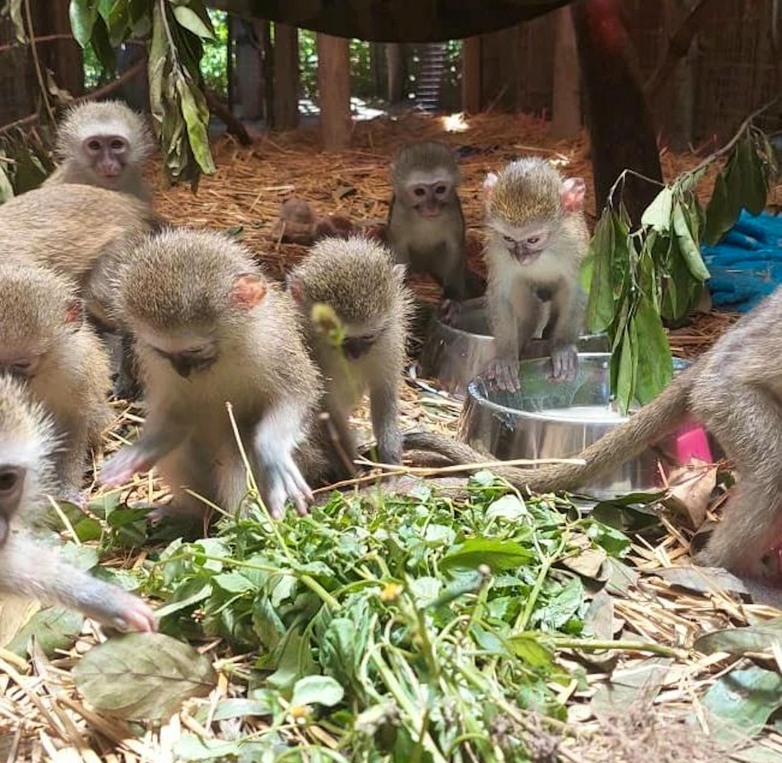 Wildlife Rescue, Rehab and Clinic | Volunteer in South Africa 2025