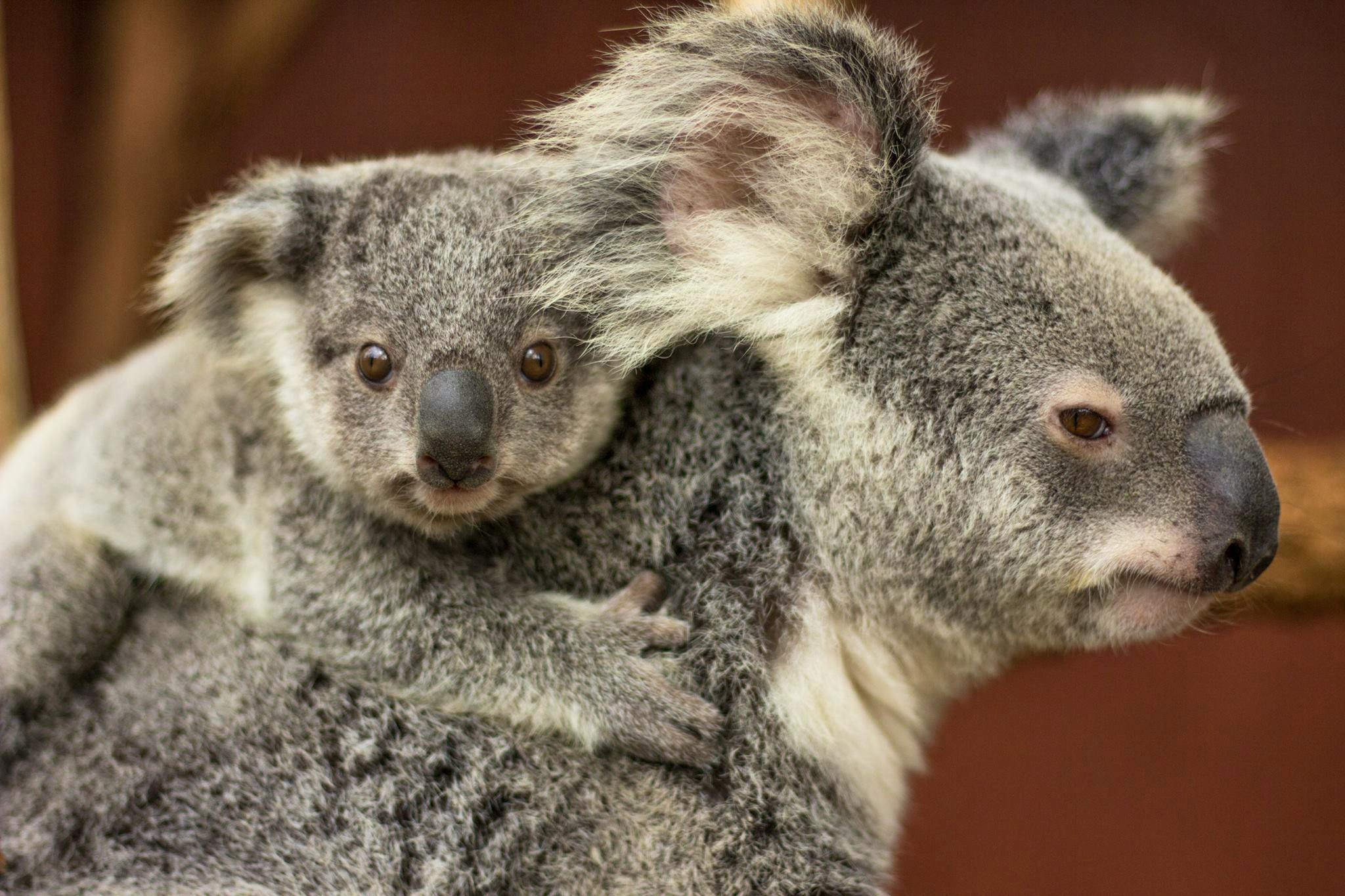 Koala Caretaker Assistant Volunteer In Australia 2020