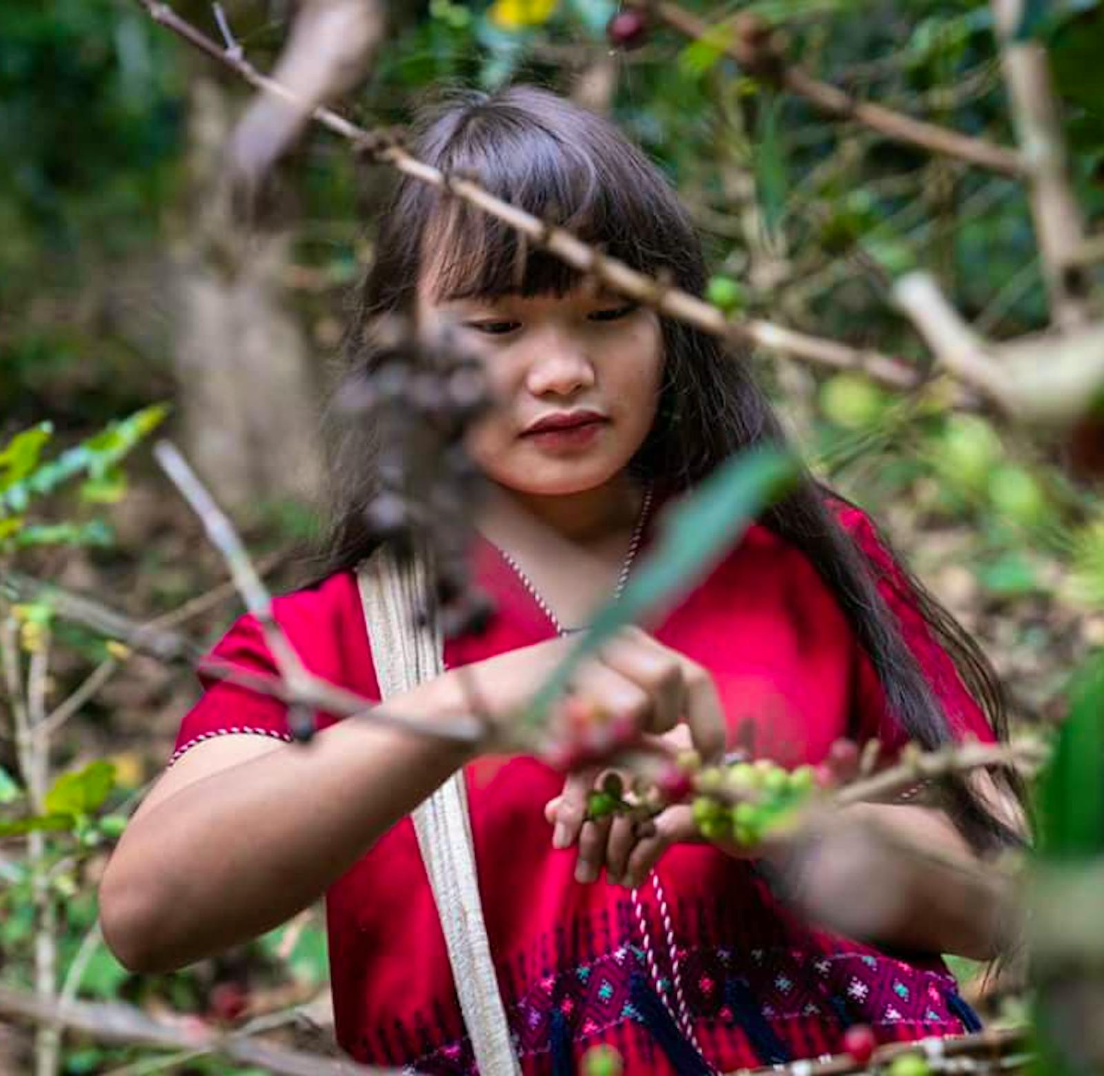 Cultural Immersion & Elephant Conservation | Volunteer in Thailand 2024