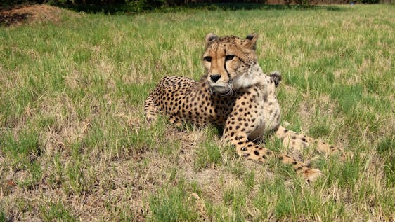 Volunteer with Big Cats in South Africa Animal Sanctuaries