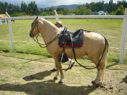  Local Horse-Training