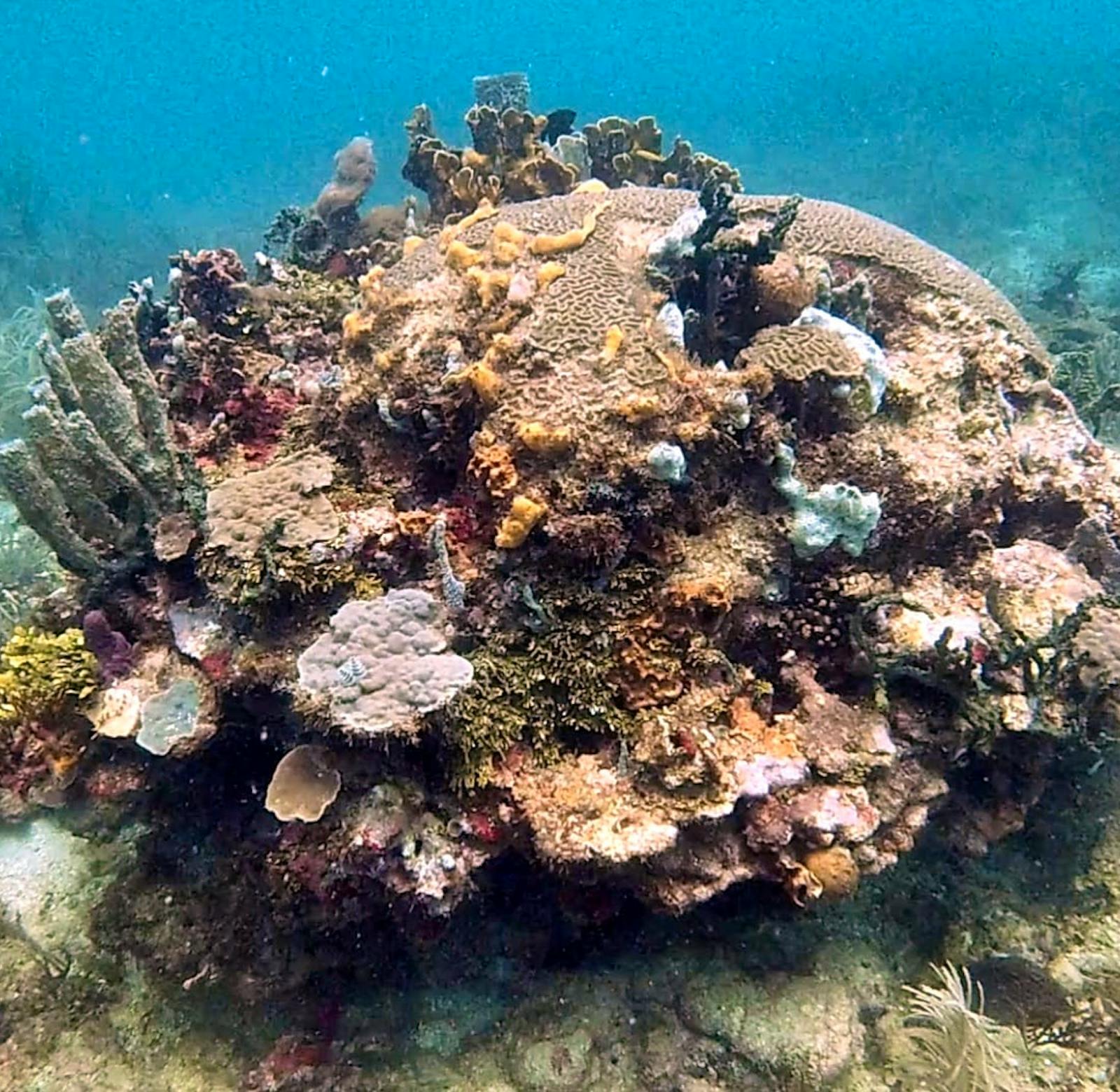 Conservation & Coral Monitoring | Volunteer in Panama 2024