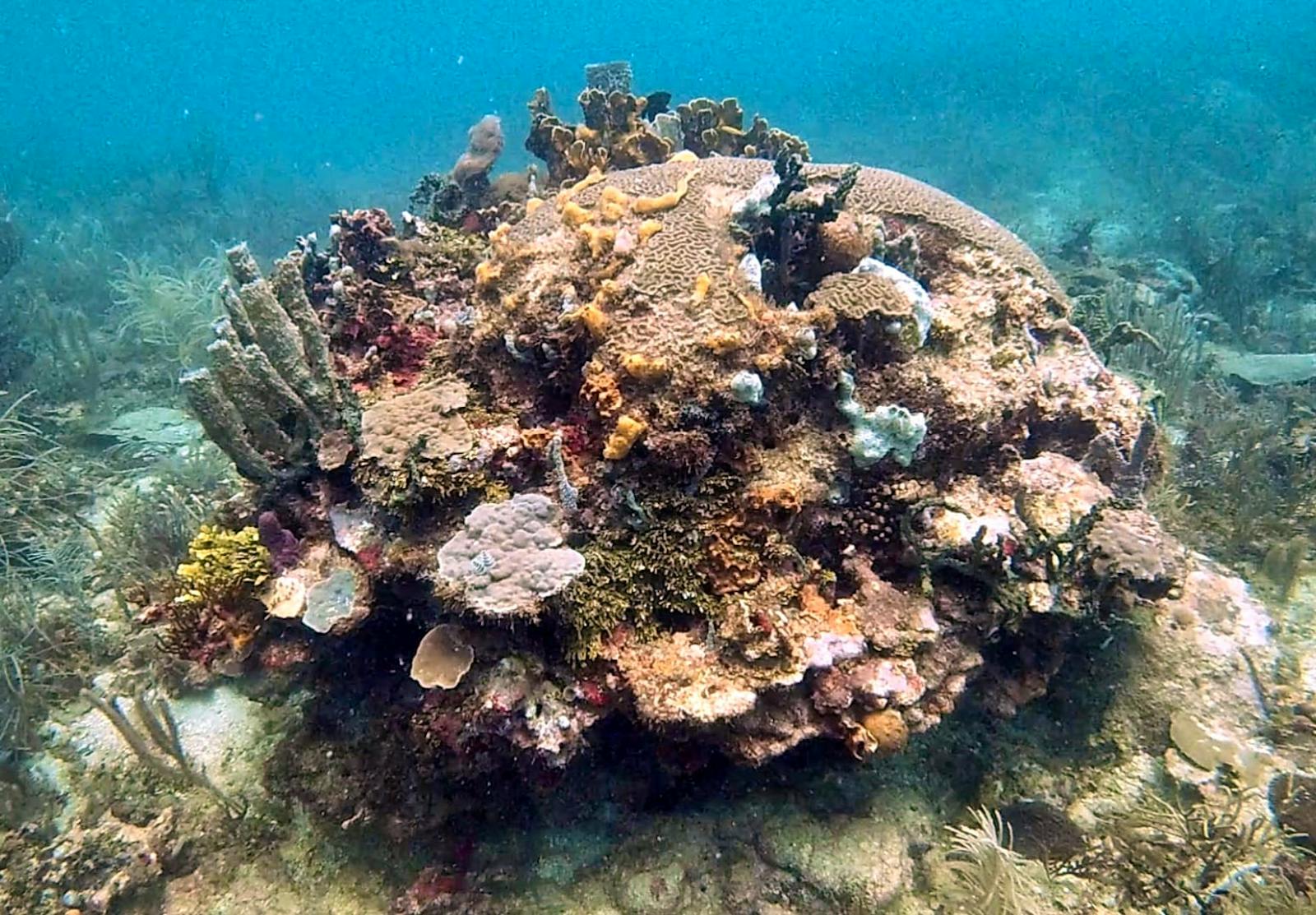 Conservation & Coral Monitoring | Volunteer in Panama 2024