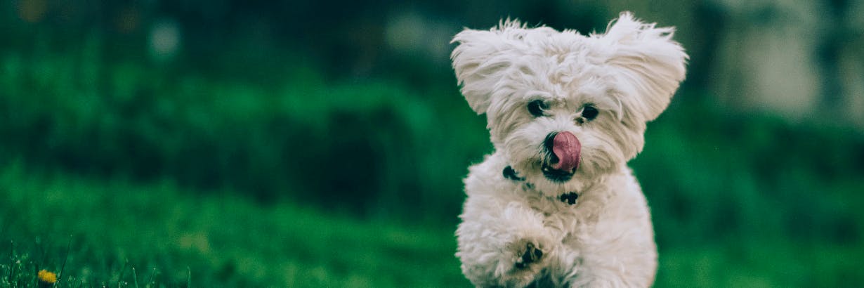 British Columbia Black Dog Rescue Near Me Pet Sitter In Fort St