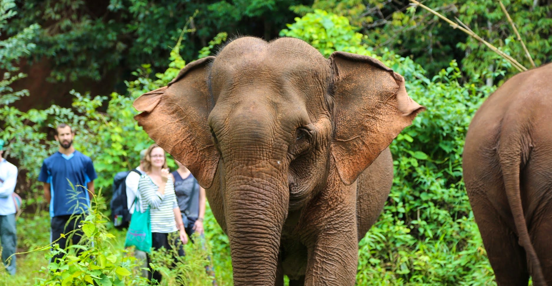 Our volunteer observing one of our rescued Asian elephants