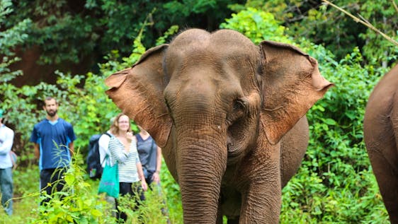  Ethical Elephant Sanctuary