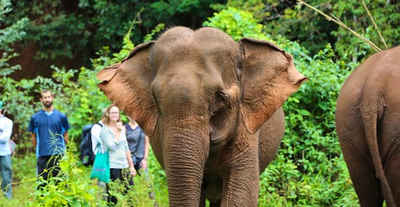  Ethical Elephant Sanctuary