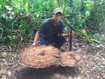  Mycologist in Bolivian Amazon