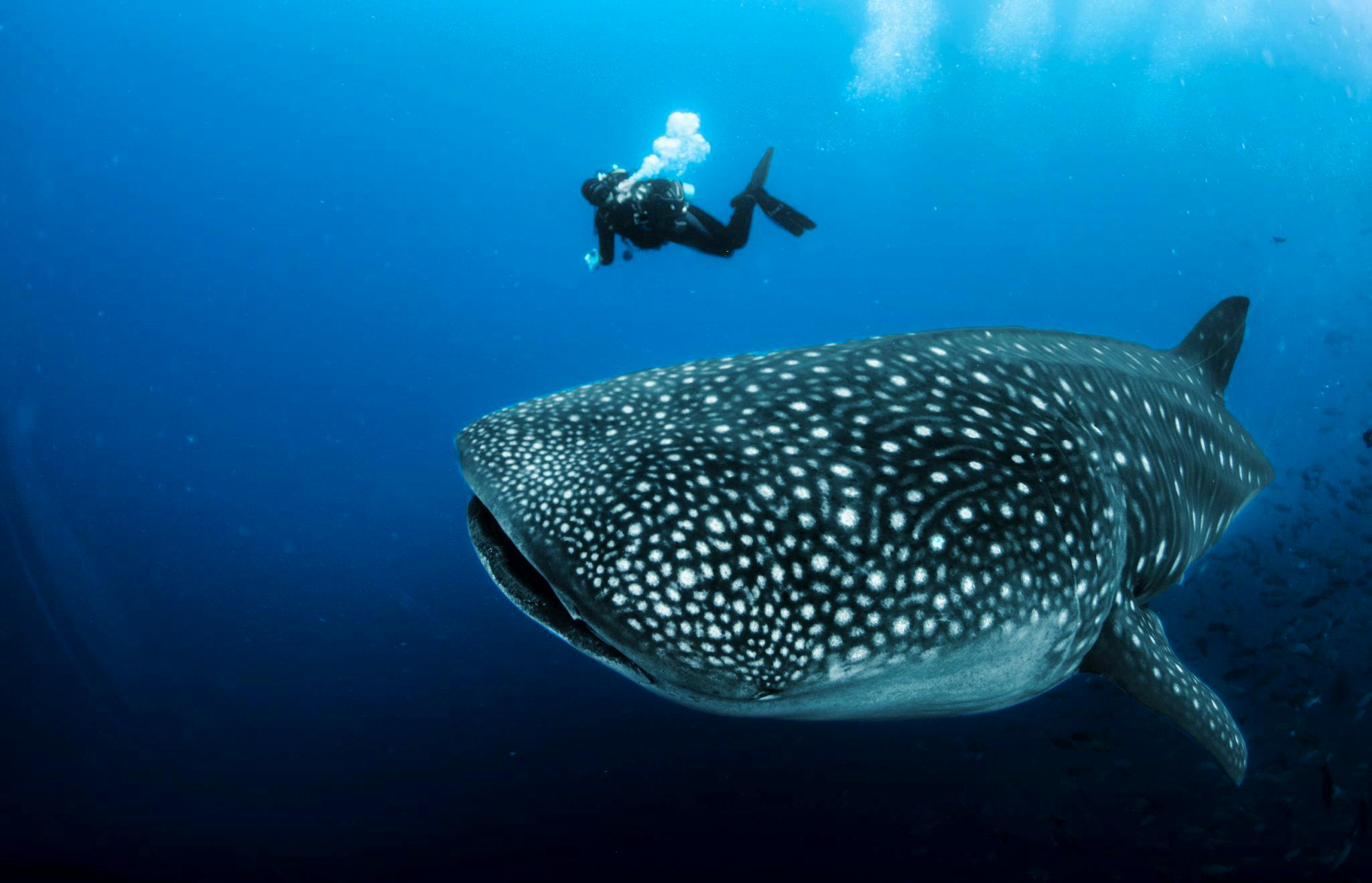 Everything you need to know about Whale Shark on International Shark Day -  Friend of the Sea