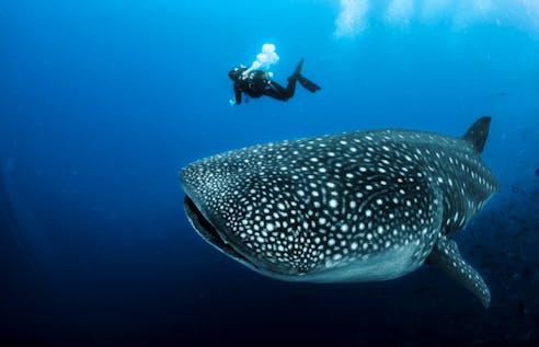  Whale Shark Conservation & Diving