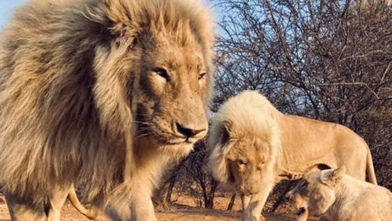 Caring for Rescued Lions at a Sanctuary