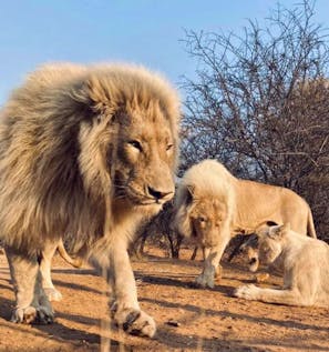  Caring for Rescued Lions at a Sanctuary