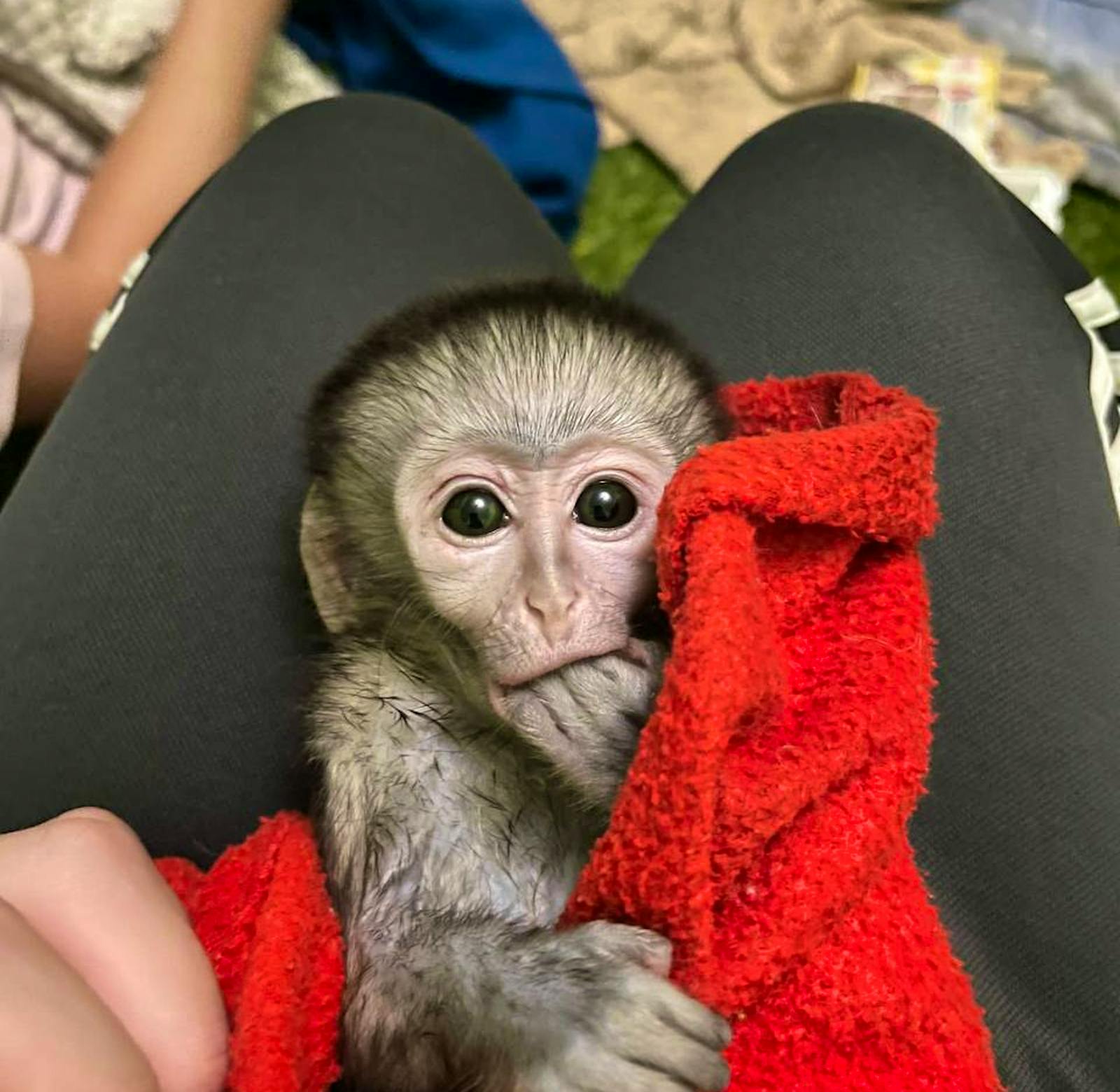 Vervet Monkey Rescue & Rehabilitation | Volunteer in South Africa 2024