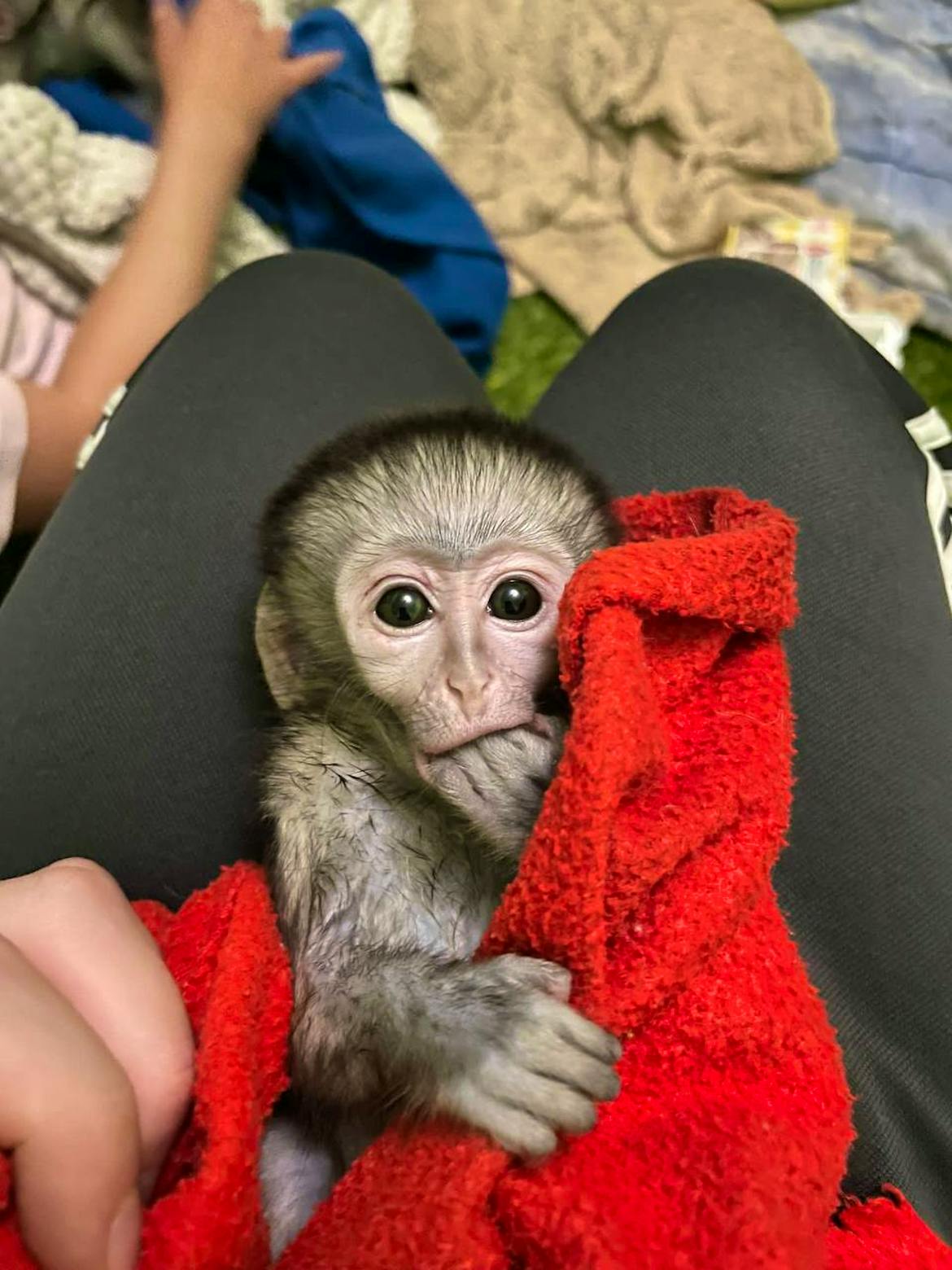 Vervet Monkey Rescue & Rehabilitation | Volunteer in South Africa 2024