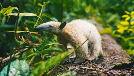 Sloth Sanctuary Volunteer Animal Rehabilitation & Rainforest Conservation