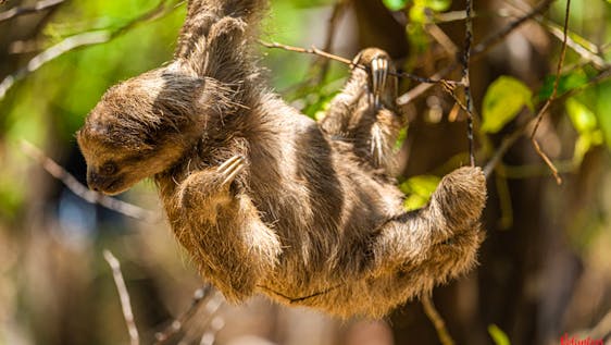 Sloth Sanctuary in Costa Rica Rescue Center Assistant