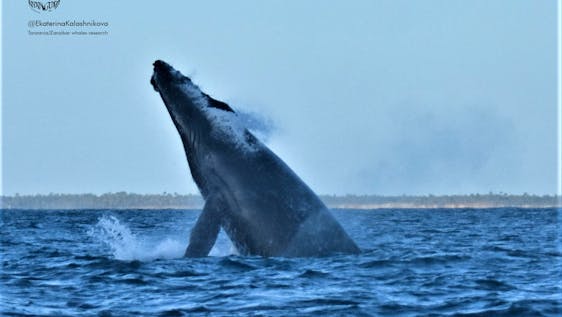 Whale Conservation Volunteer Blue Migration: Marine Mammal Researcher
