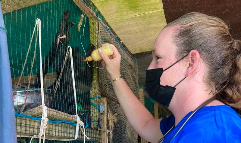 WILDLIFE CONSERVATION / ANIMAL SCIENCES INTERNSHIP Volunteer in Peru 2023