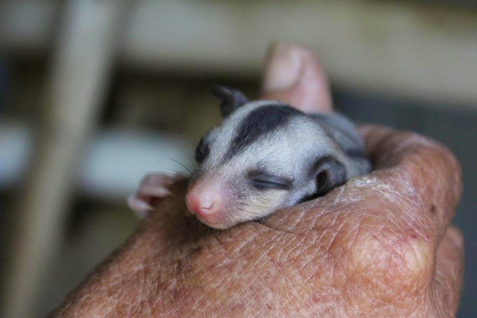 Australian Endangered Species Conservation Care Volunteer in