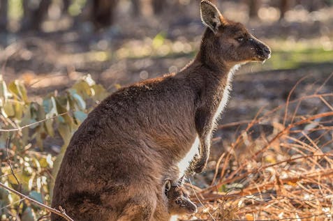  Kangaroo Field Conservation & Park Ranger