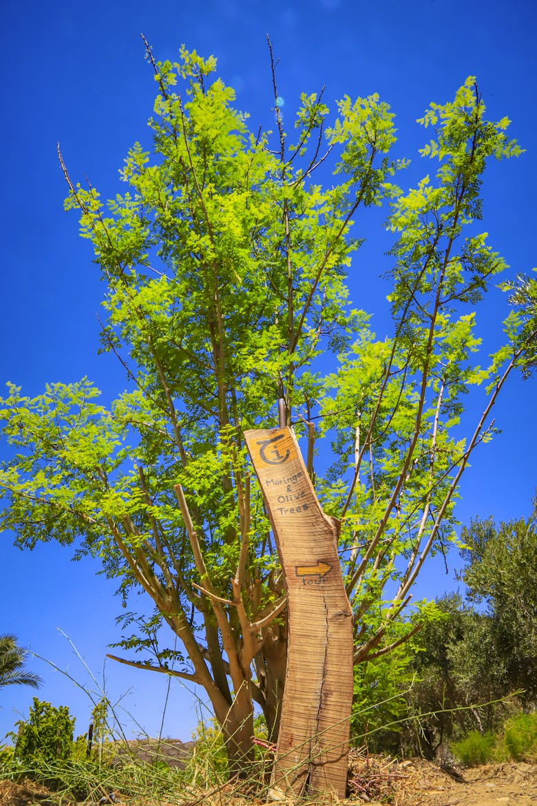 Regenerative Agriculture in Sinai Desert Volunteer in Egypt 2024