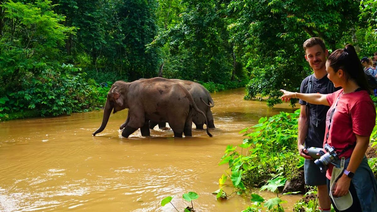 Visit and Help Elephants | Volunteer in Thailand 2024