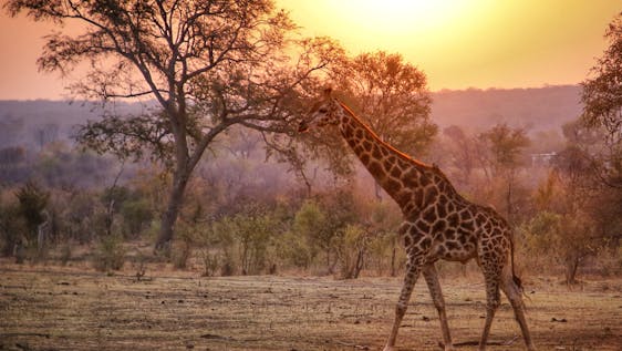 South Africa Game Reserve at Sunset
